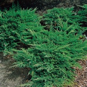Borievka rozprestretá (Juniperus horizontalis) ´PRINCE OF WALES´ - priemer rastliny 30+ cm, kont. C2L 